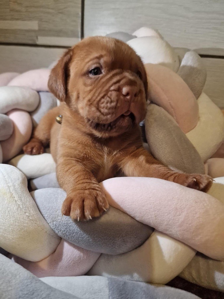 D'Un Délice De Pain D'Epice - Chiot disponible  - Dogue de Bordeaux