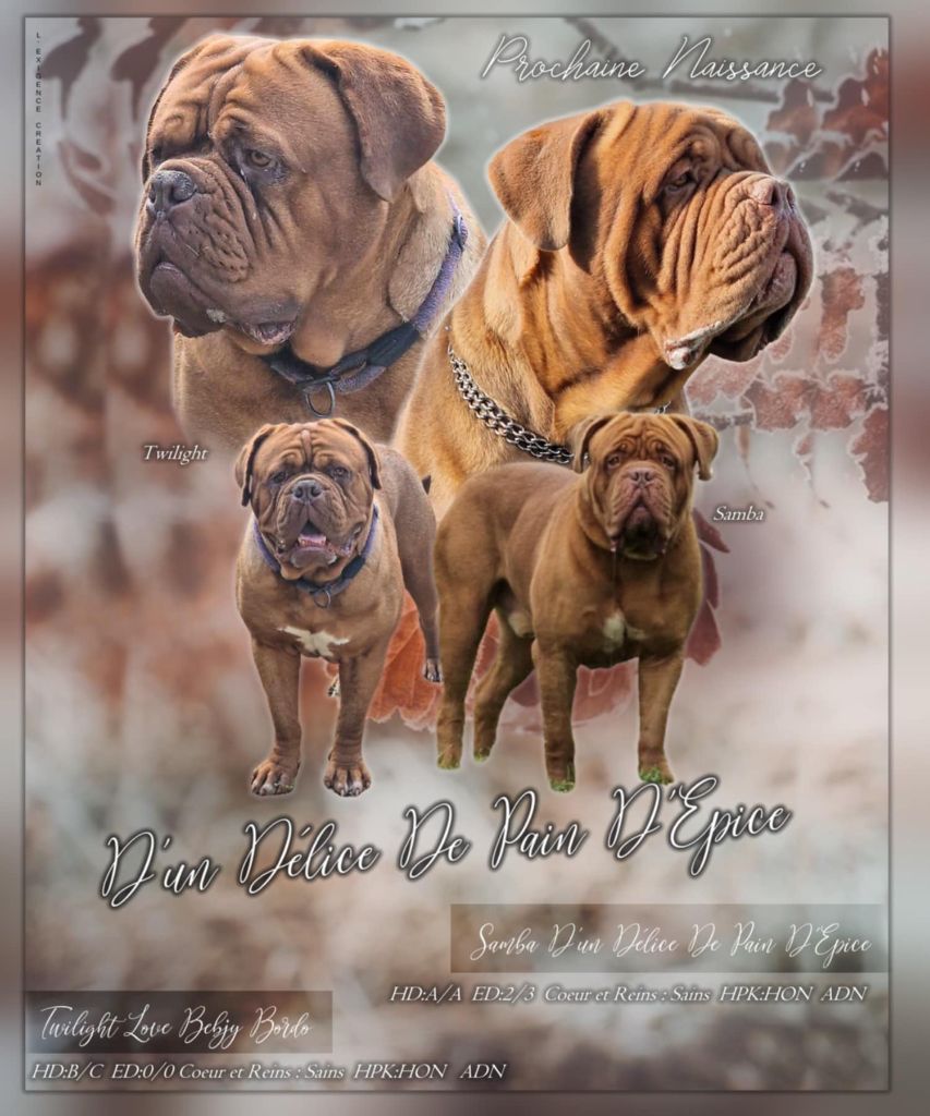 D'Un Délice De Pain D'Epice - Chiot disponible  - Dogue de Bordeaux