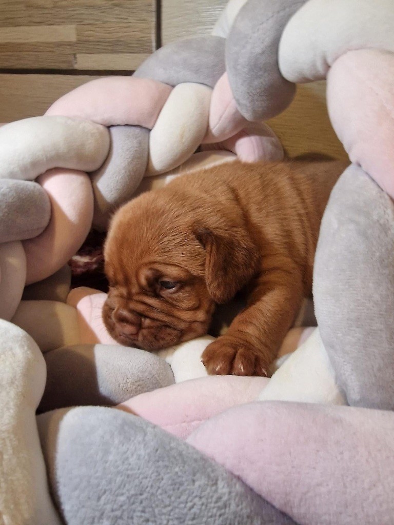 D'Un Délice De Pain D'Epice - Chiot disponible  - Dogue de Bordeaux