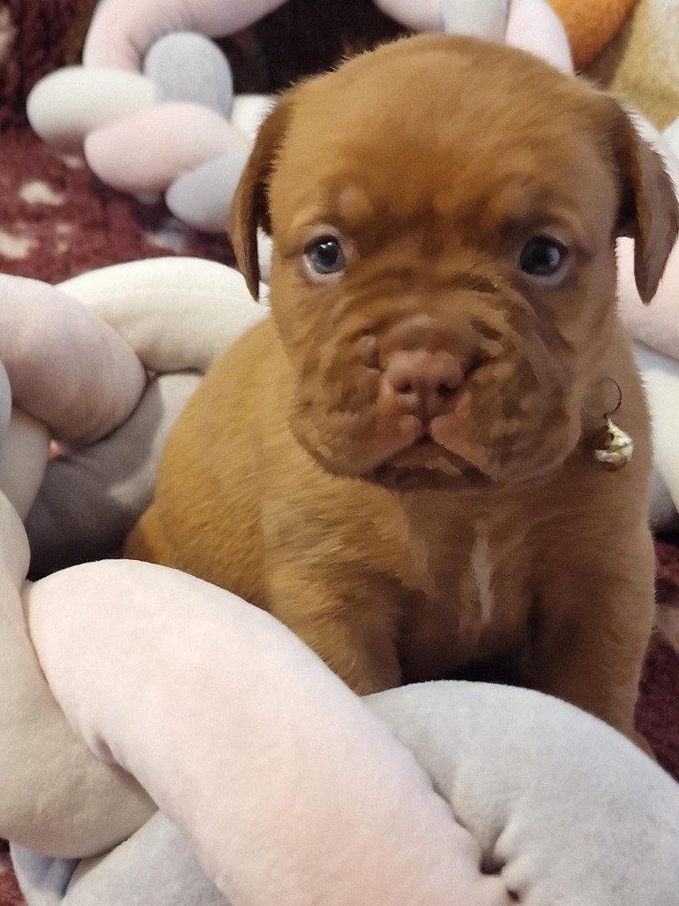 D'Un Délice De Pain D'Epice - Chiot disponible  - Dogue de Bordeaux