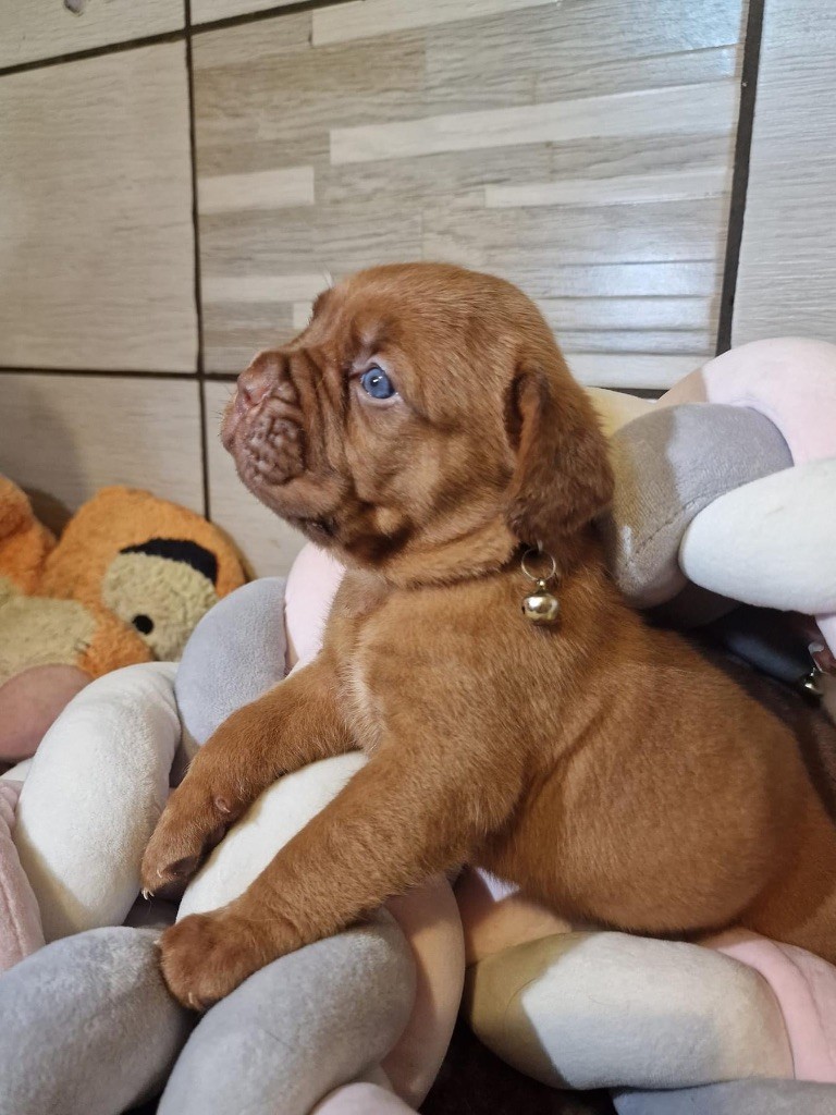 D'Un Délice De Pain D'Epice - Chiot disponible  - Dogue de Bordeaux