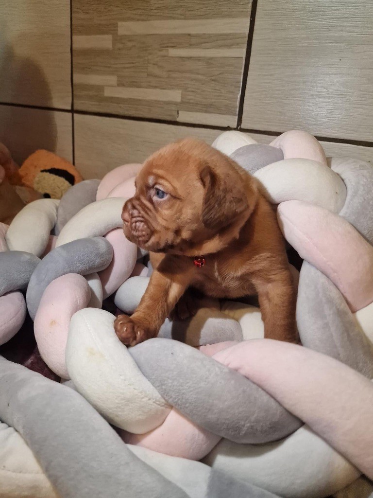 D'Un Délice De Pain D'Epice - Chiot disponible  - Dogue de Bordeaux