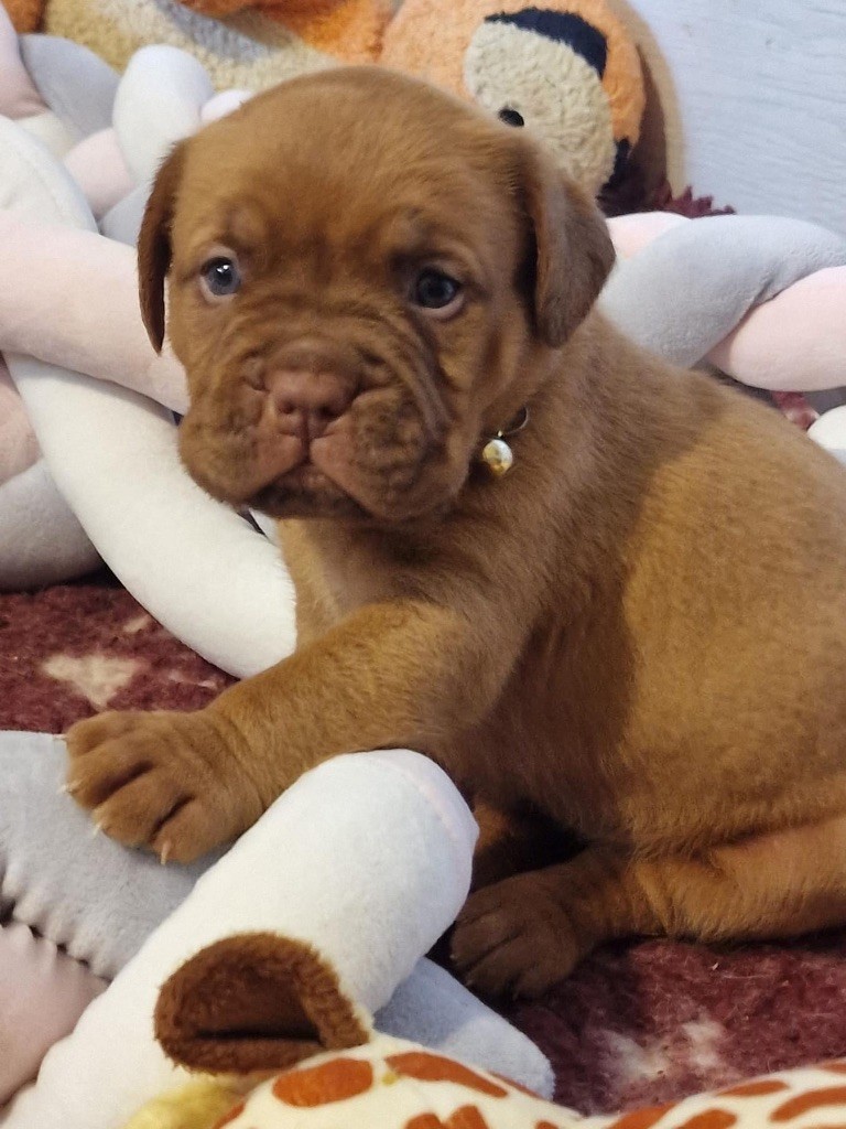 D'Un Délice De Pain D'Epice - Chiot disponible  - Dogue de Bordeaux