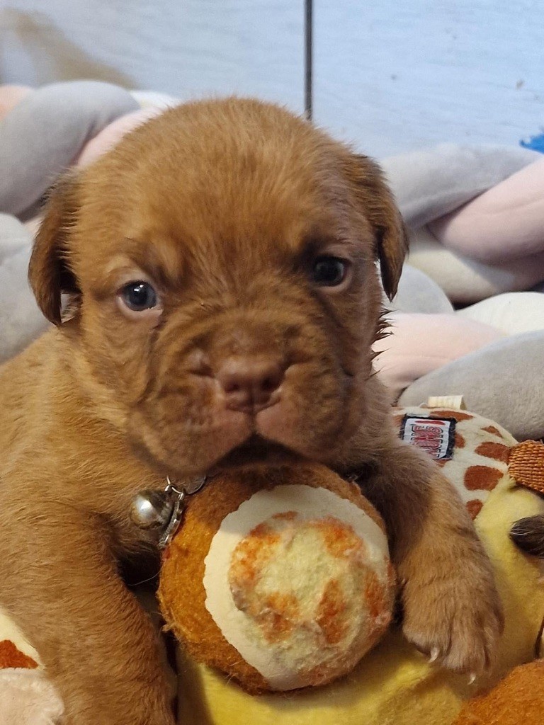 D'Un Délice De Pain D'Epice - Chiot disponible  - Dogue de Bordeaux