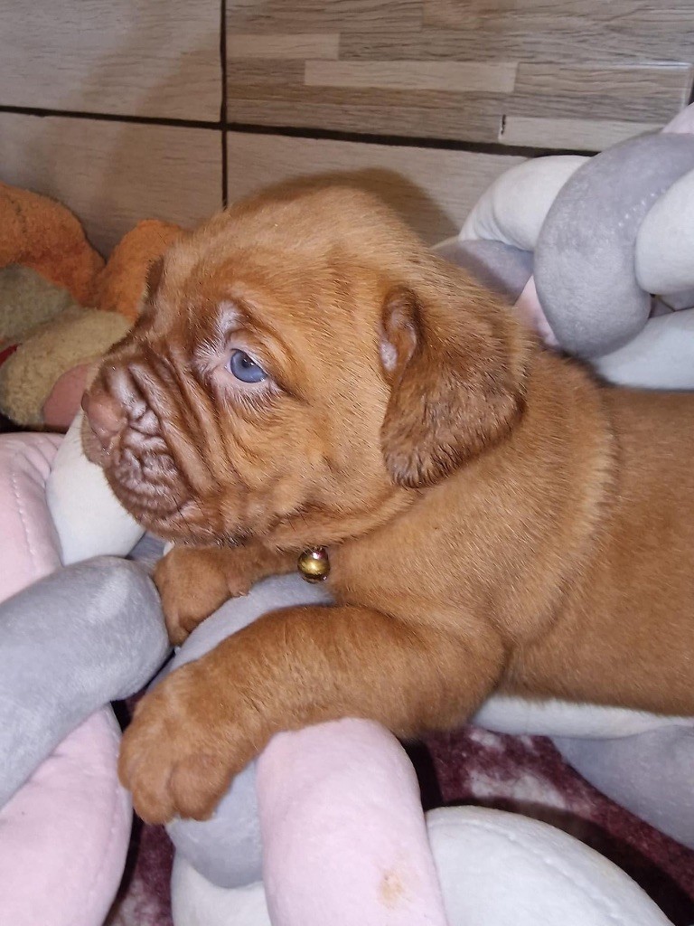 D'Un Délice De Pain D'Epice - Chiot disponible  - Dogue de Bordeaux