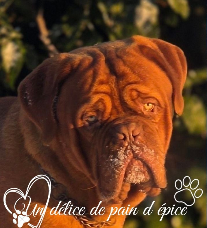 Annibal du chant du coeur