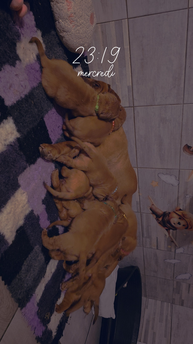 Chiot Dogue de Bordeaux D'Un Délice De Pain D'Epice