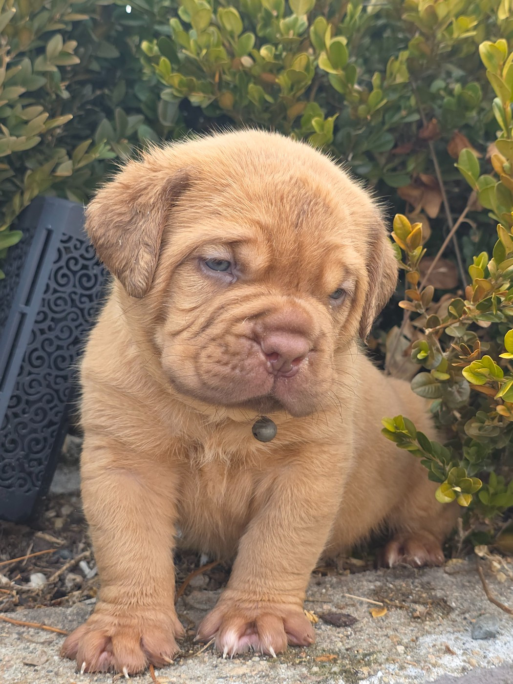 D'Un Délice De Pain D'Epice - Chiots disponibles - Dogue de Bordeaux