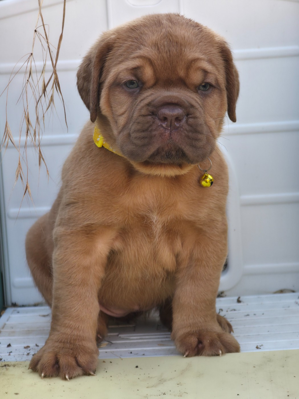 D'Un Délice De Pain D'Epice - Chiots disponibles - Dogue de Bordeaux