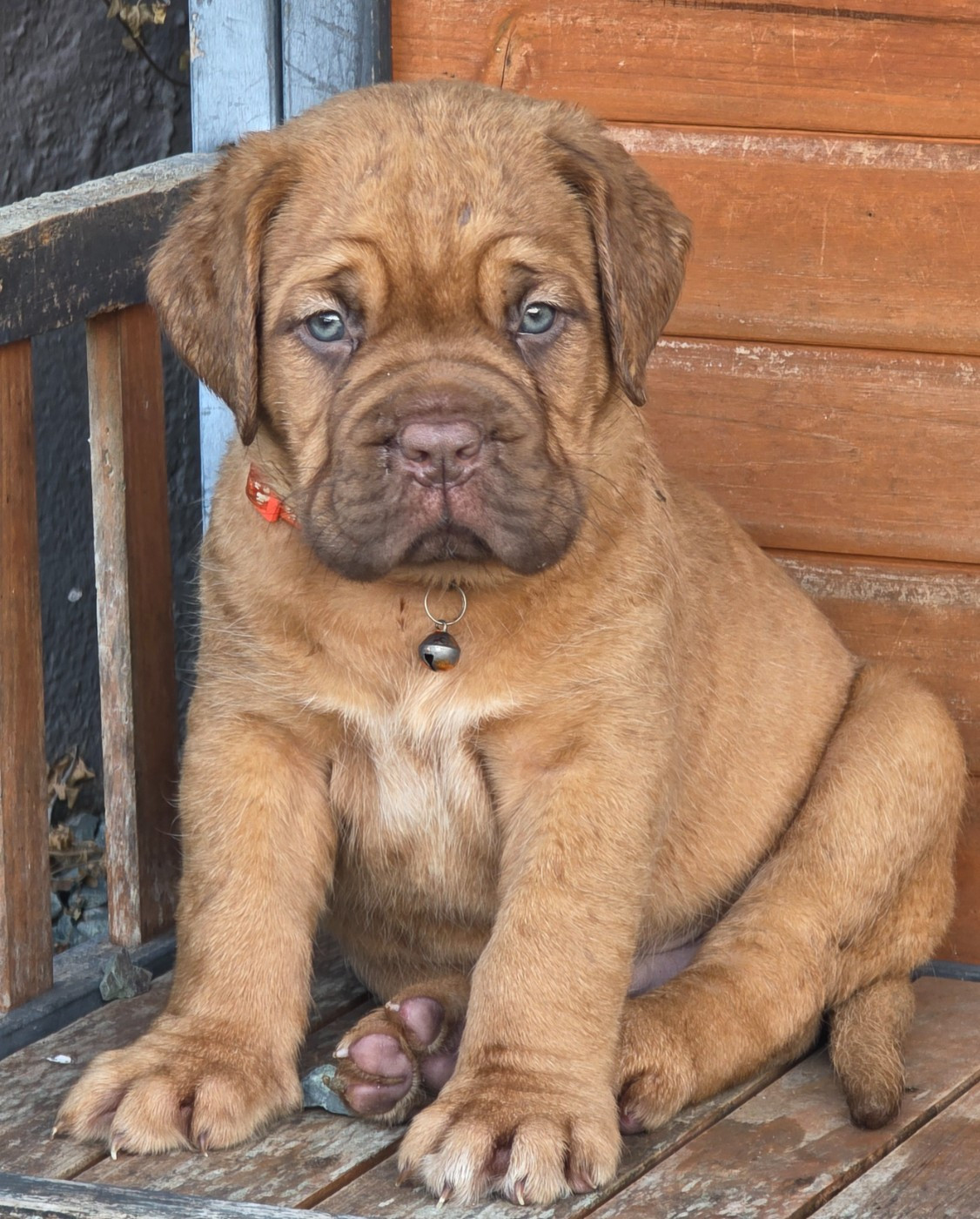 D'Un Délice De Pain D'Epice - Chiots disponibles - Dogue de Bordeaux