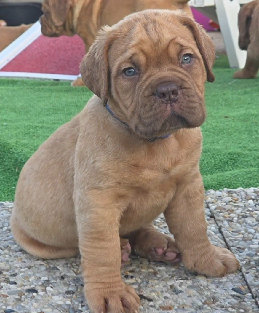 D'Un Délice De Pain D'Epice - Chiots disponibles - Dogue de Bordeaux