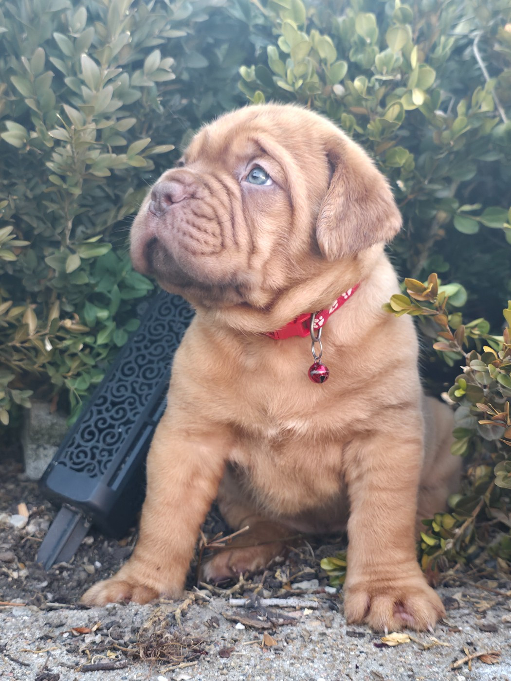 D'Un Délice De Pain D'Epice - Chiots disponibles - Dogue de Bordeaux