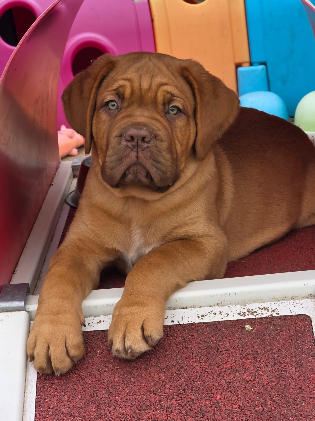 D'Un Délice De Pain D'Epice - Chiots disponibles - Dogue de Bordeaux