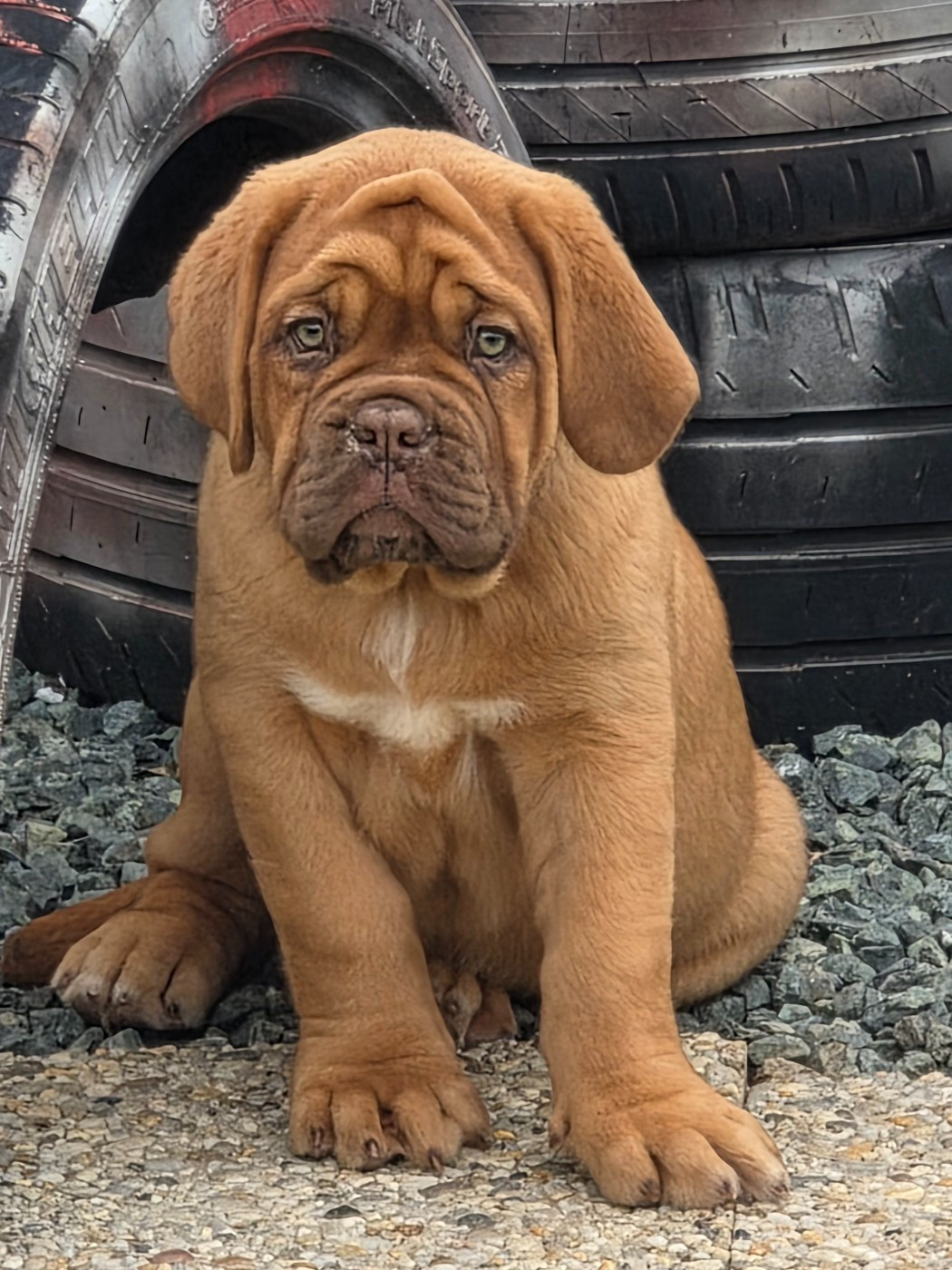 D'Un Délice De Pain D'Epice - Chiots disponibles - Dogue de Bordeaux