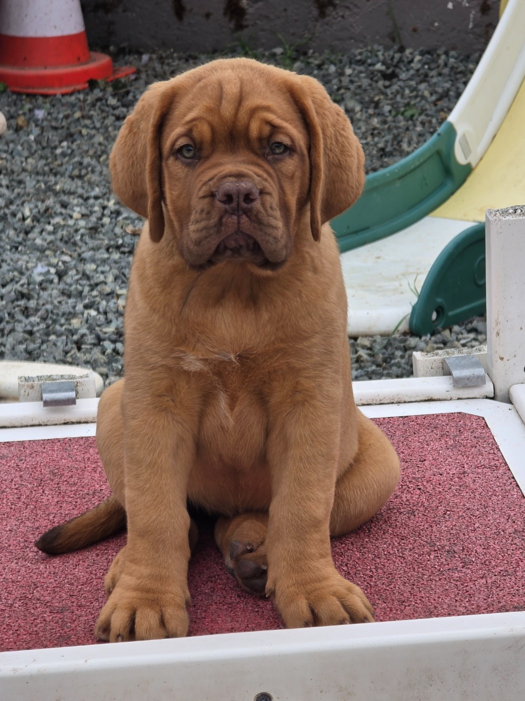 D'Un Délice De Pain D'Epice - Chiots disponibles - Dogue de Bordeaux