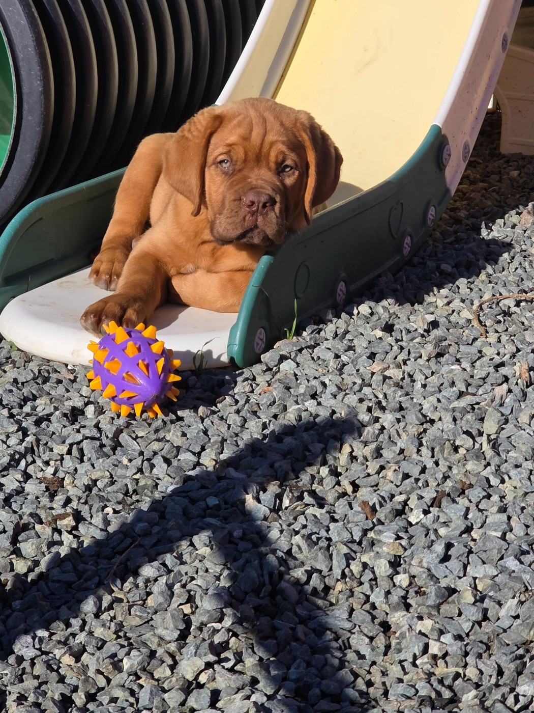 D'Un Délice De Pain D'Epice - Chiots disponibles - Dogue de Bordeaux