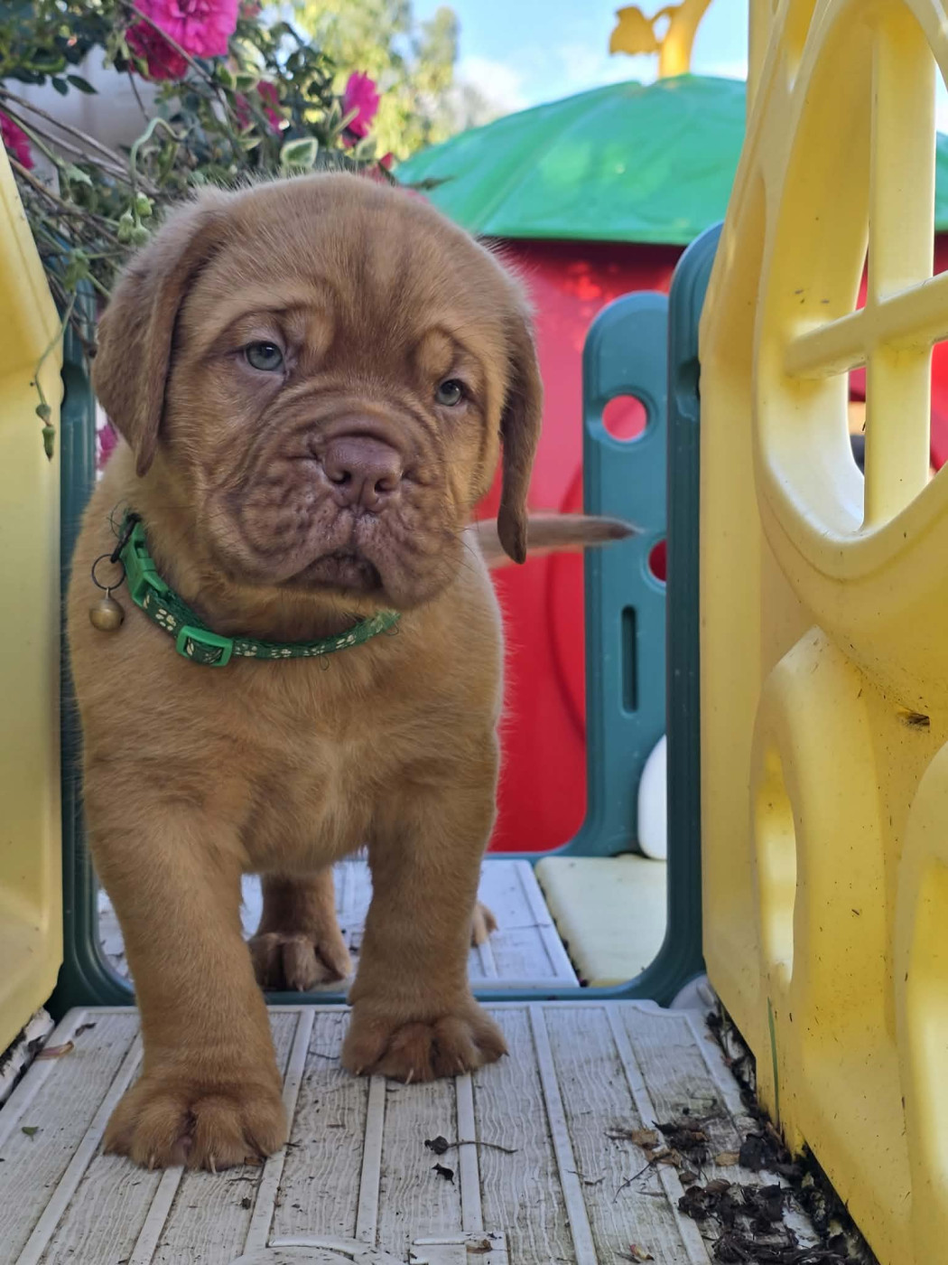 D'Un Délice De Pain D'Epice - Chiots disponibles - Dogue de Bordeaux