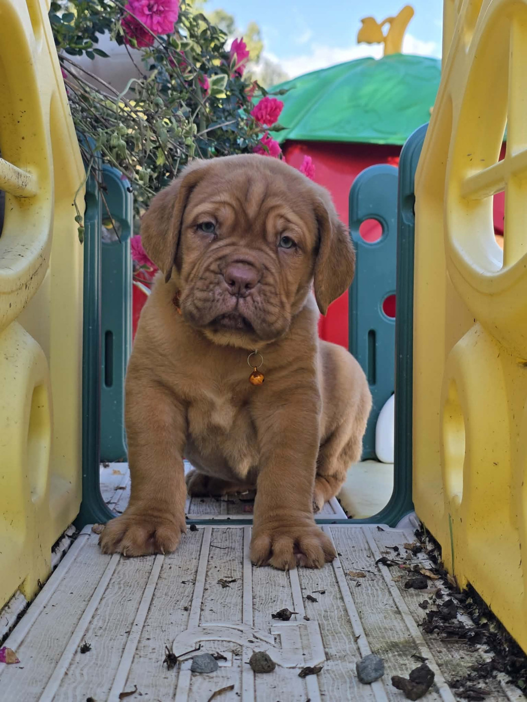 D'Un Délice De Pain D'Epice - Chiots disponibles - Dogue de Bordeaux
