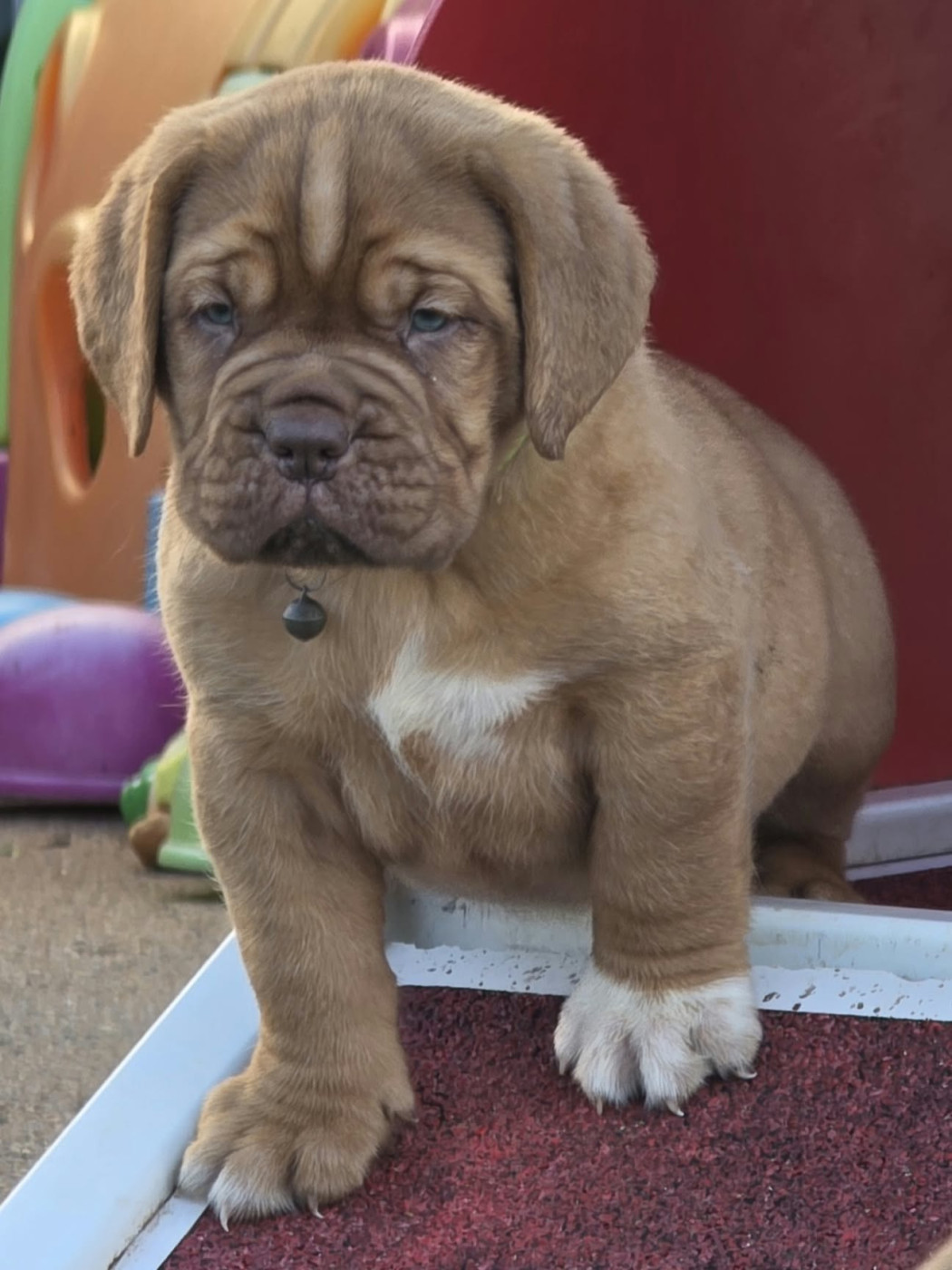 D'Un Délice De Pain D'Epice - Chiots disponibles - Dogue de Bordeaux