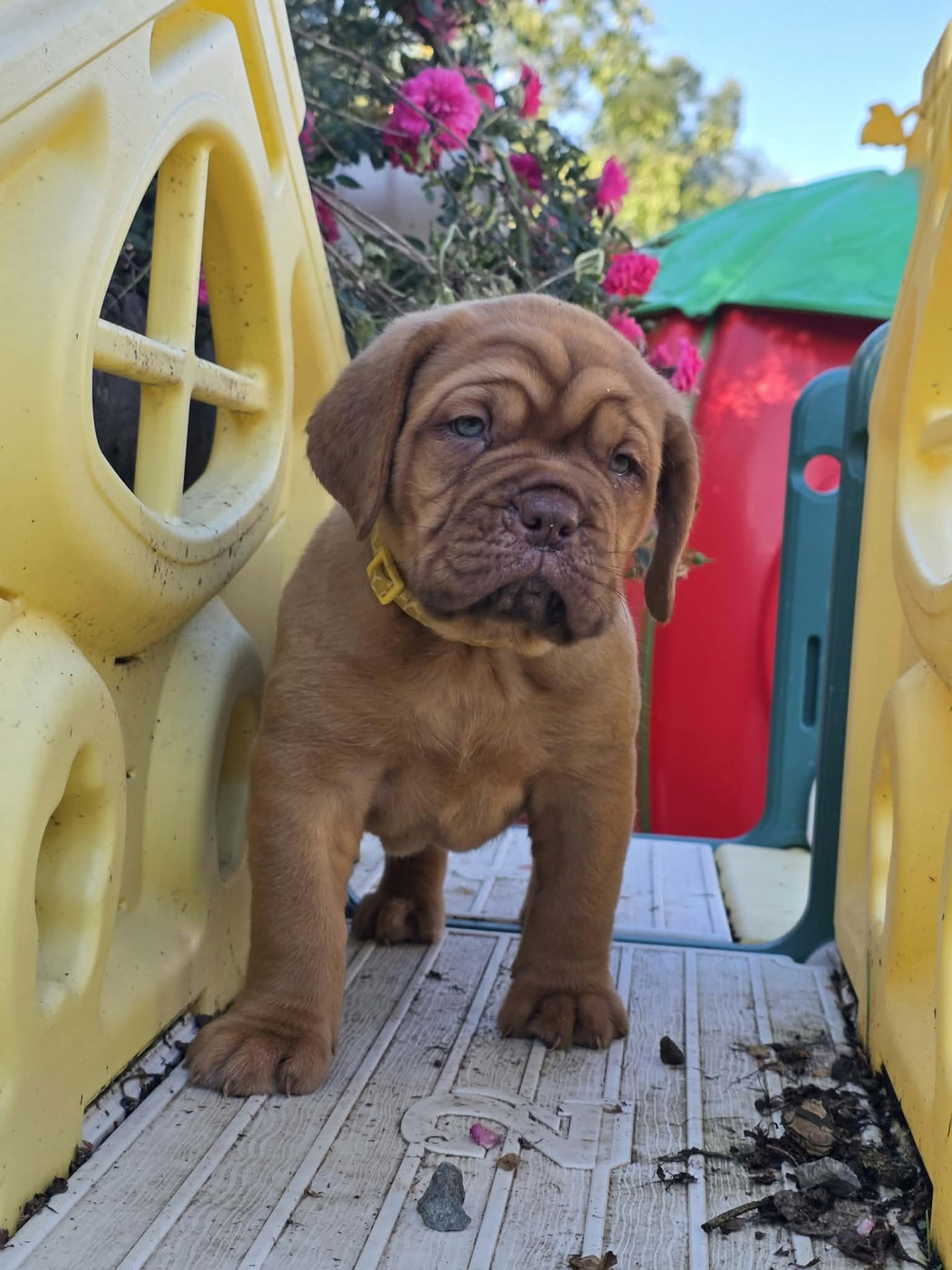 D'Un Délice De Pain D'Epice - Chiots disponibles - Dogue de Bordeaux