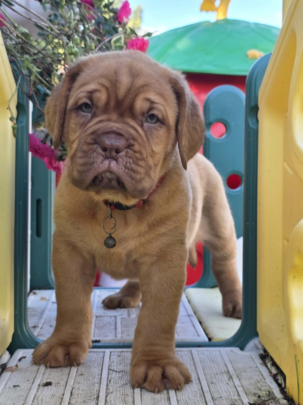 D'Un Délice De Pain D'Epice - Chiots disponibles - Dogue de Bordeaux