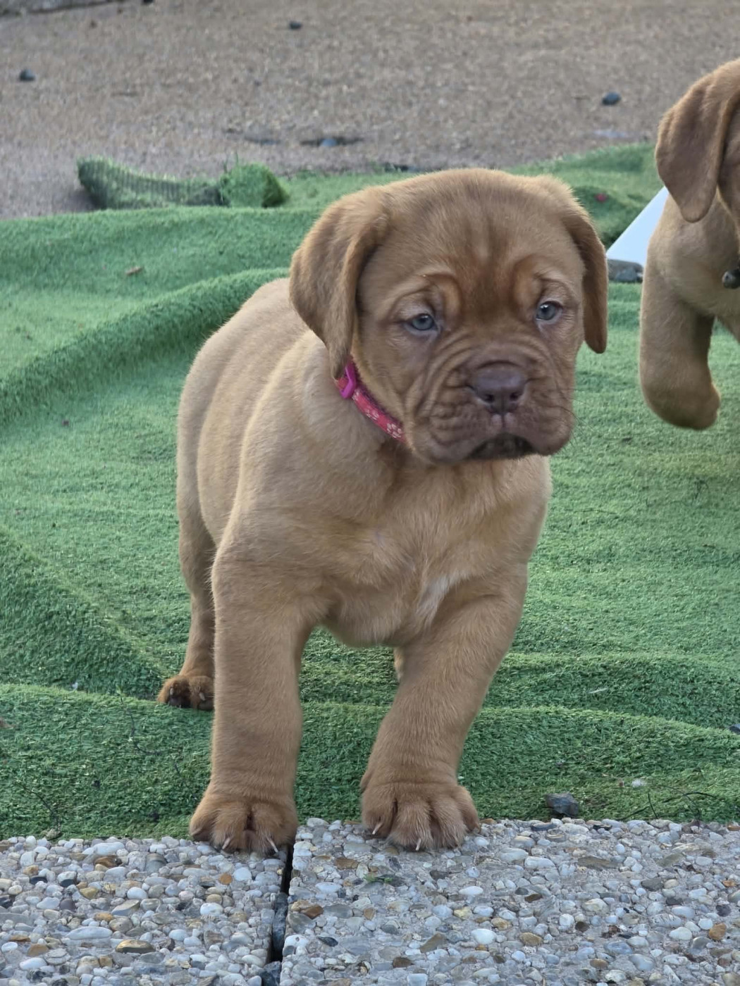 D'Un Délice De Pain D'Epice - Chiots disponibles - Dogue de Bordeaux