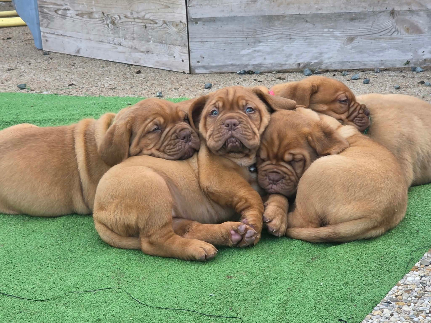 Chiot Dogue de Bordeaux D'Un Délice De Pain D'Epice