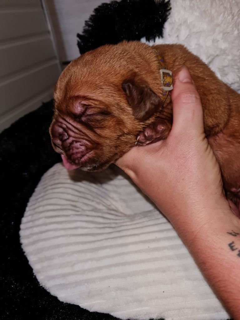 CHIOT