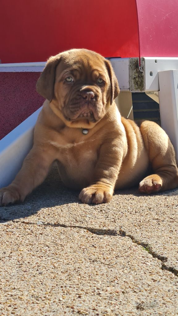 D'Un Délice De Pain D'Epice - Chiots disponibles - Dogue de Bordeaux