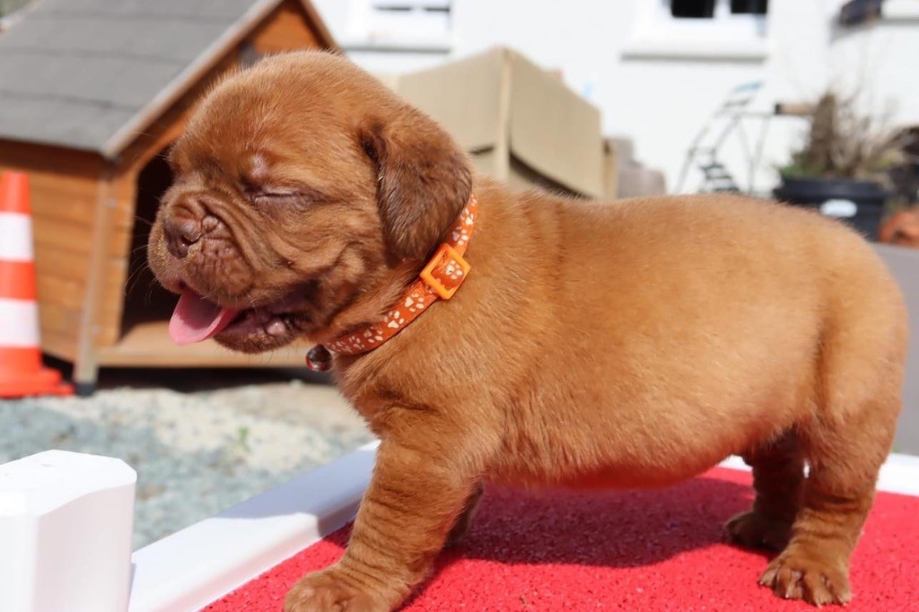 D'Un Délice De Pain D'Epice - Chiots disponibles - Dogue de Bordeaux