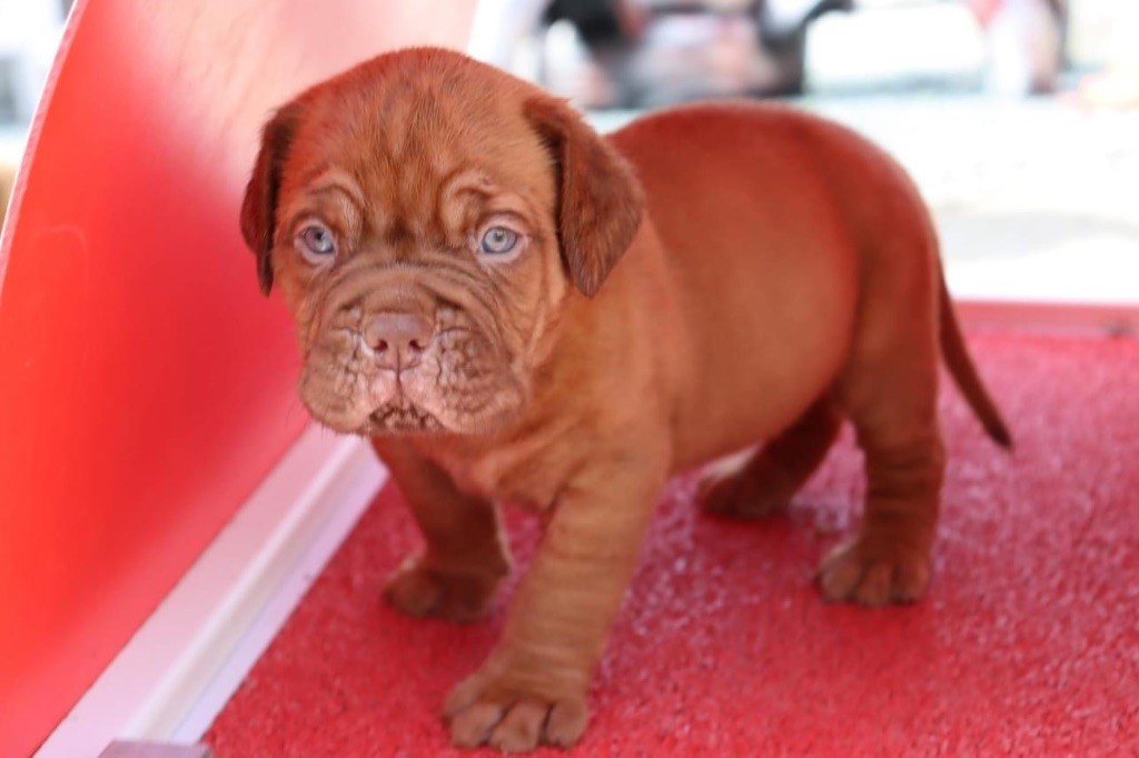 D'Un Délice De Pain D'Epice - Chiots disponibles - Dogue de Bordeaux