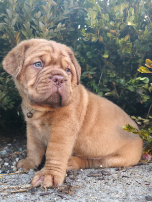 Chiot N°1