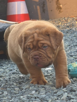 Chiot N°2