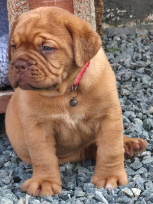 Chiot N°8