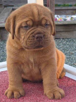 Chiot N°12