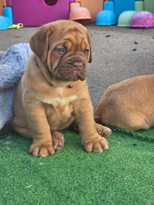 Chiot N°9