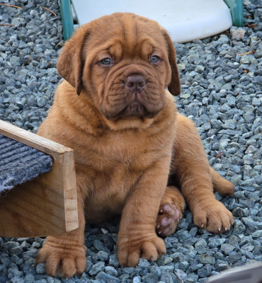 Chiot N°6