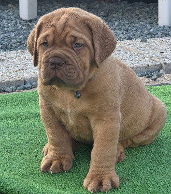 Chiot N°3