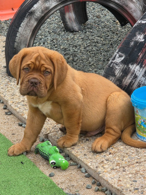 Chiot N°4