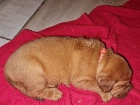 CHIOT