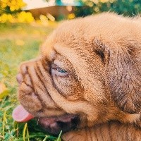 CHIOT