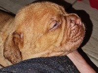 CHIOT