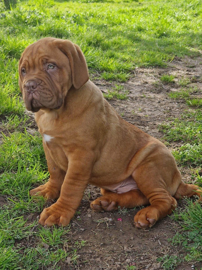 Chiot Dogue de Bordeaux D'Un Délice De Pain D'Epice