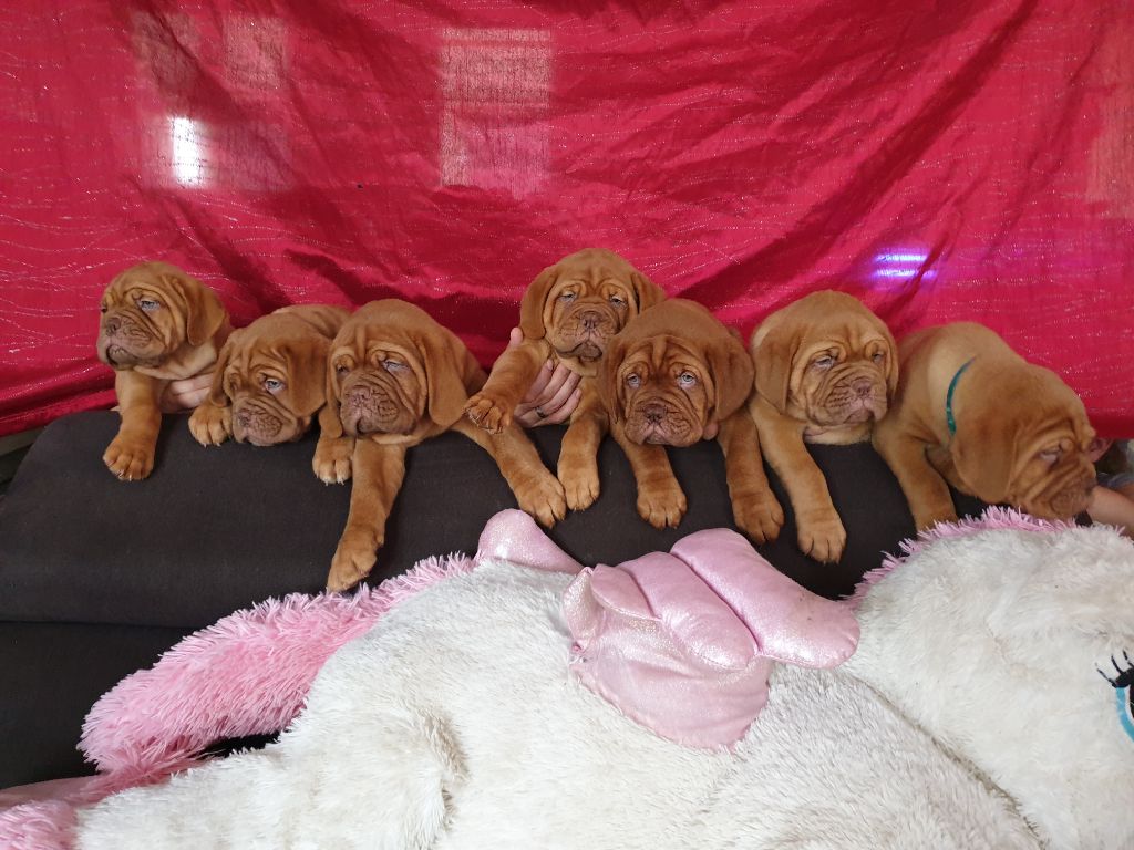 Chiot Dogue de Bordeaux D'Un Délice De Pain D'Epice