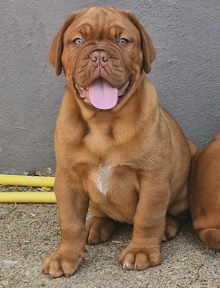 D'Un Délice De Pain D'Epice - Chiots disponibles - Dogue de Bordeaux